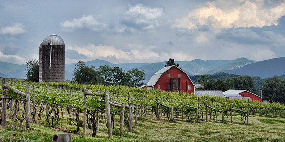 Wine Farm
