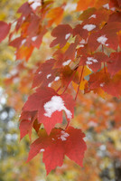 Early Snow